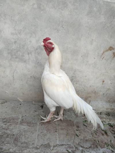 Paper white Heera Top quality