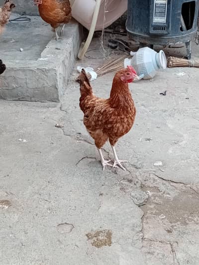 Golden misry Egg Lying 03014011627