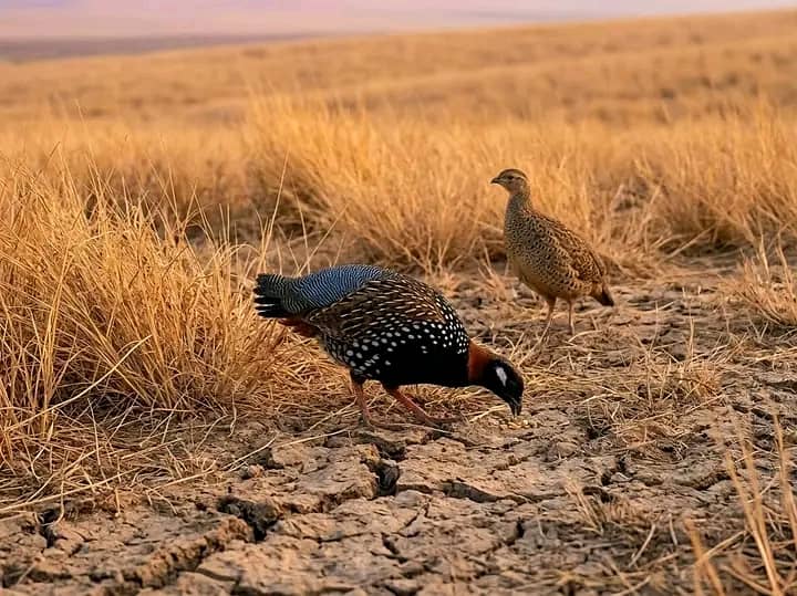 کالا تیتر جوڑا فار سیل 0