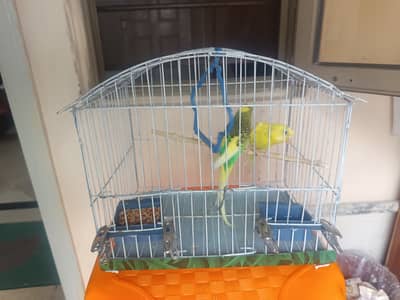 Australian Parrot\Parakeets\Budgie