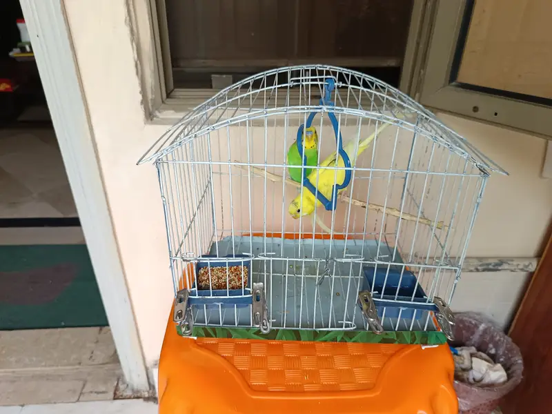 Australian Parrot\Parakeets\Budgie(read ad) — photo 2