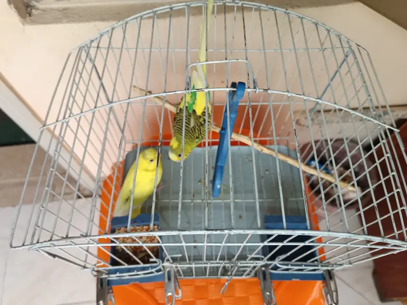 Australian Parrot\Parakeets\Budgie(read ad)