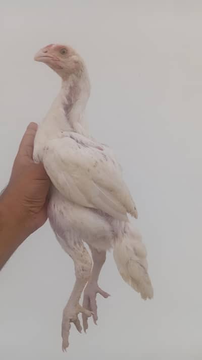 Shamo Chicks Pair Available | Aseel Shamo | Healthy Shamo | Shamo Pair