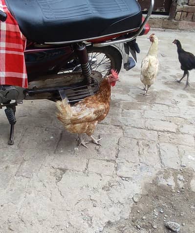 golden misri morgi Andy deti hai