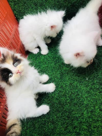 We have 3 healthy and playful kittens