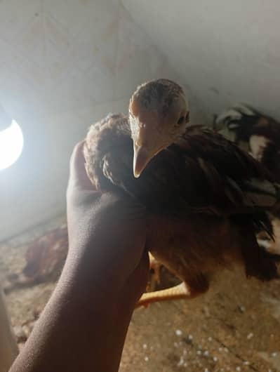 aseel chicks available long Haight