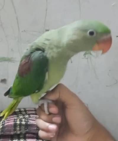 Jumbo size Raw parrot for sale