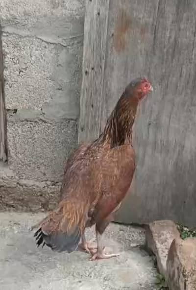 3 Females 2 are lakhi annd one Heeri top breed Females