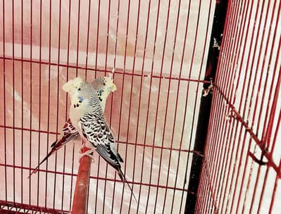 Breeder TCB Exhibition Pair Grey Colour