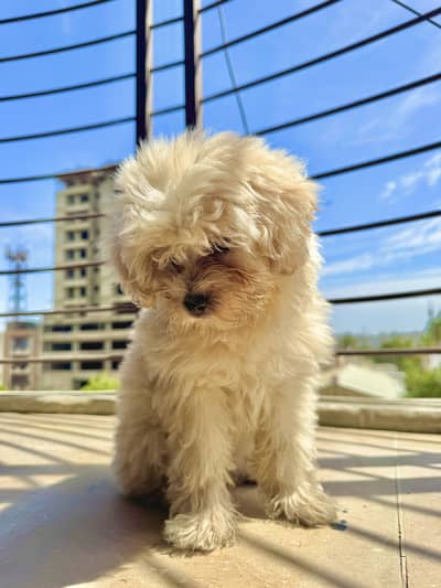 Female Maltese Puppy – 4 Months – Vaccinated 