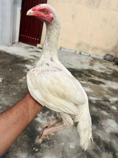 paper white heera male