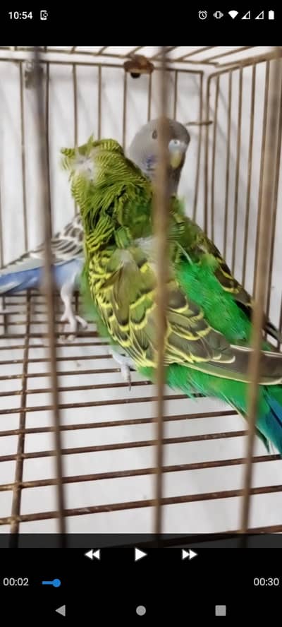 Bf hagoromo working piar Available Combo Available bf split bw Avalibl