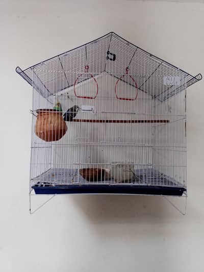 Australian parrot pair with new  cage  2by 3