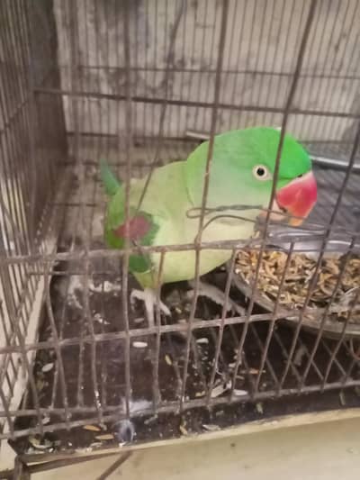 Raw male talking and tammed