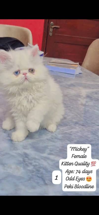 Persian Kitten, Peki Blood Line