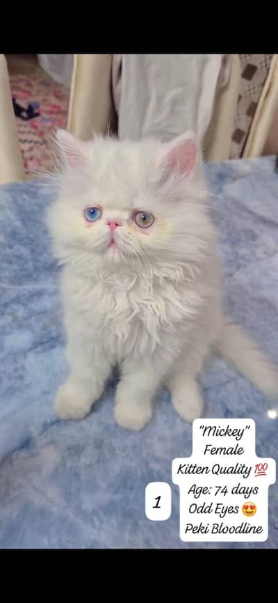 Persian Kitten, Peki Blood Line