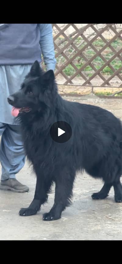 All for sale and stud service in jhelum.