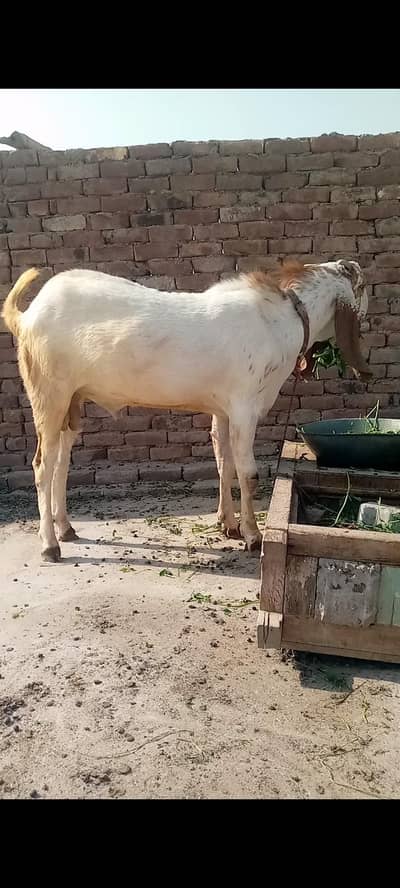 makkhi china breeder for sale
