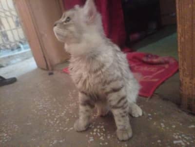 Persian Silver Doll Face Male Cat For Sale