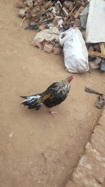 1 male aseel for sale