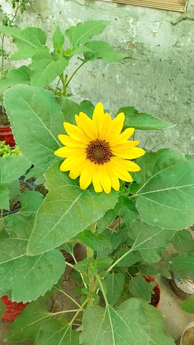 sun flower for sale