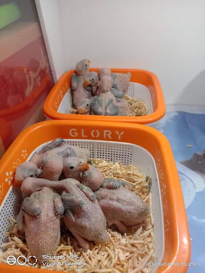 Green ringneck parrot Babies/ katha / mithoo
