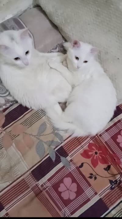 Persain cat urgent sale