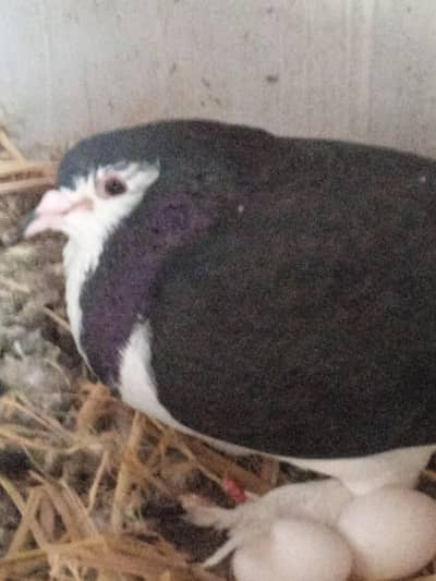 brown female black mail egg diye Howe hain