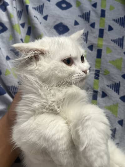 Persian double coat (urgent sale)