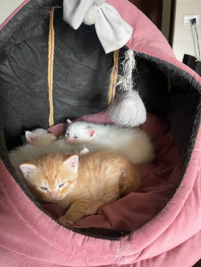 Persian Kittens For Sale