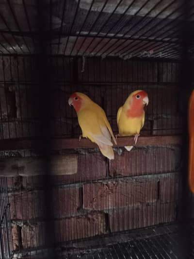love birds Latino red eyes breeder pair