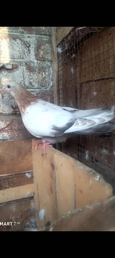 indion galwy tady  or golden pathty pathian for sale