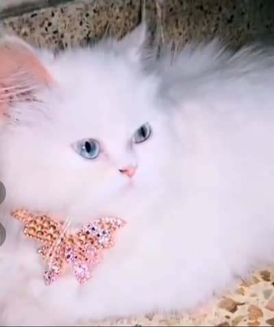 triple coated Persian