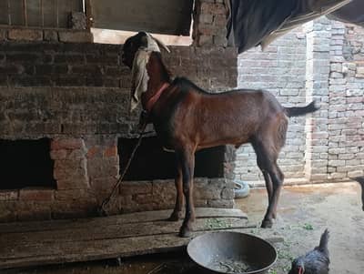 bakra/baker ke bacche