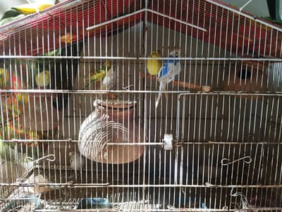 Budgies 3 pairs and 1 chick For sale with 3*1,5 cage 2 portion cage