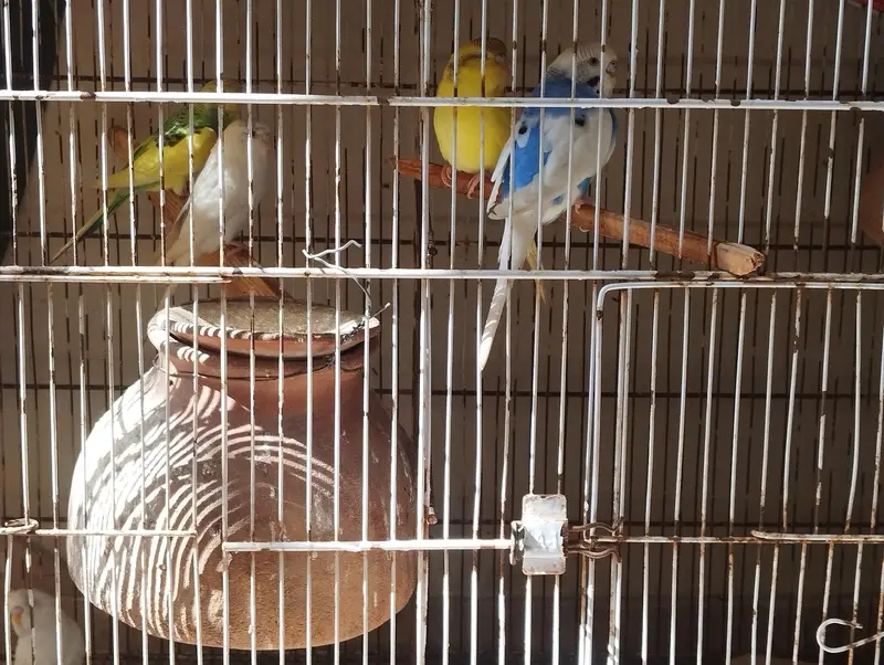 Budgies 8pcs for sale — photo 2
