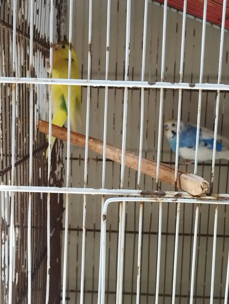 Budgies 8pcs for sale — photo 3