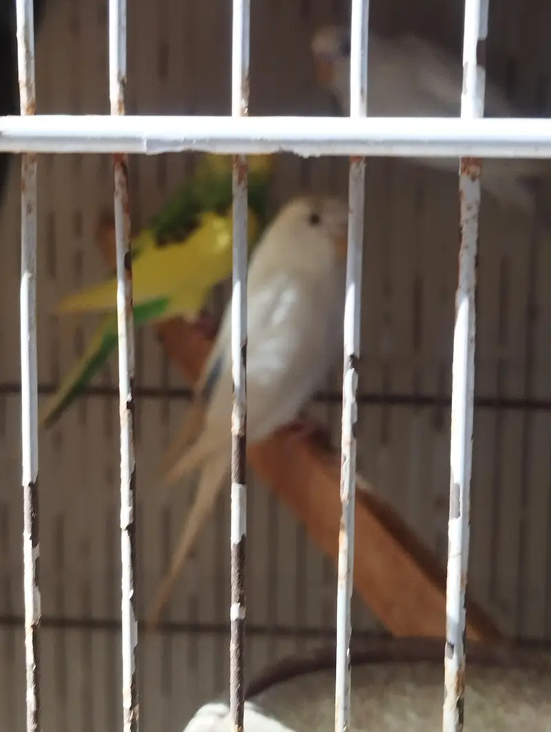 Budgies 8pcs for sale — photo 4