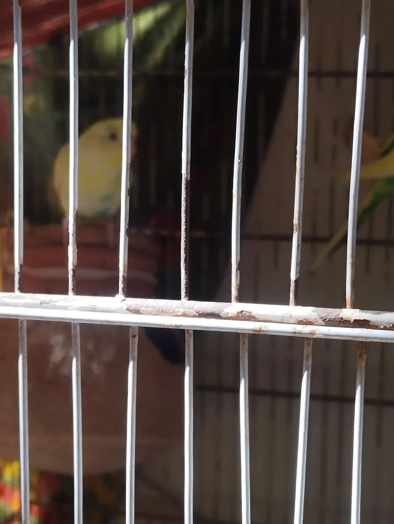 Budgies 8pcs for sale — photo 5