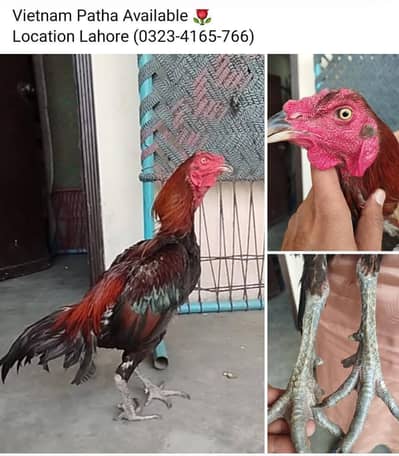 imported Aseel Murgha pair