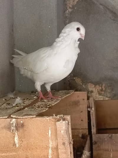 fancy bagri. sentent