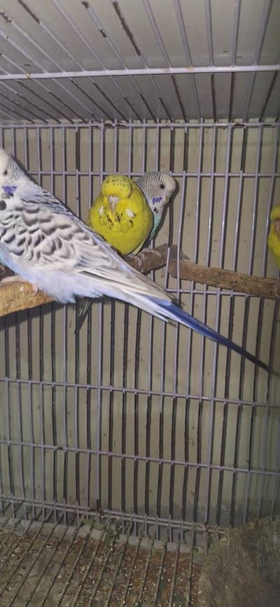 King size exhibition