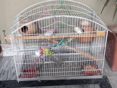 Budgies With Cage Hand Tamed