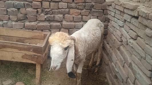 Sheep Chatra for qurbani