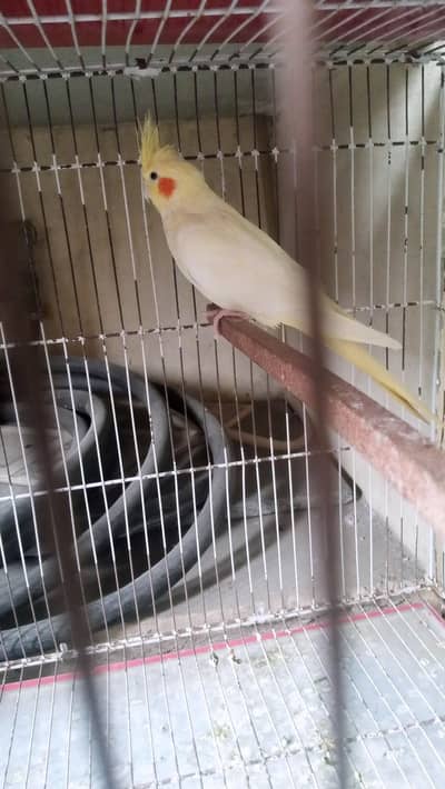 coctail. male for sale