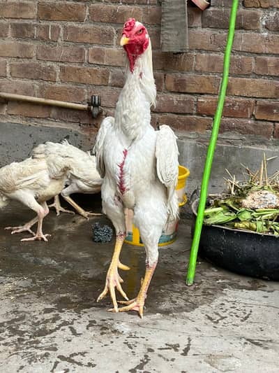 king size/white shamo pair/high quality/pure aseel shamo female