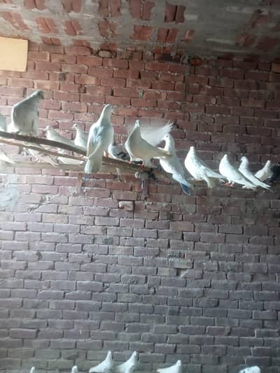 kabotr 03054000665 par