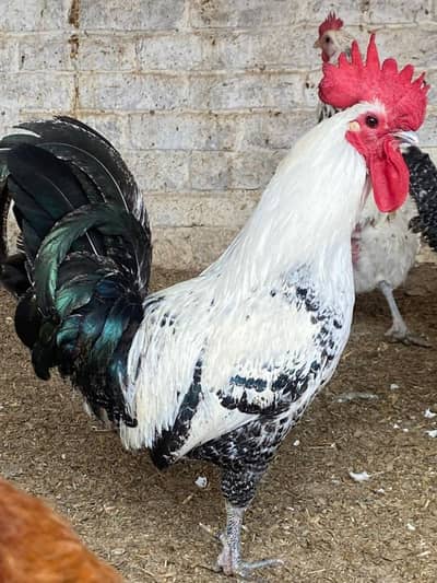 desi Murgha healthy and active