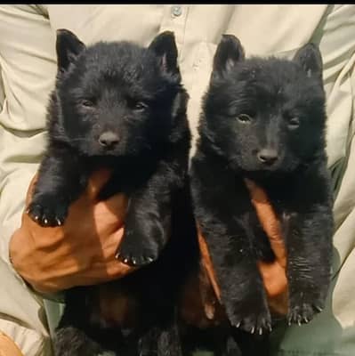 Balck German Shepherd long coat male female for sale available