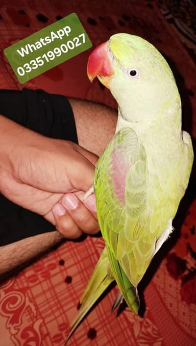 Raw parrot for sale